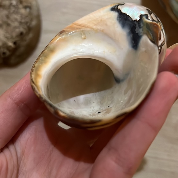 Set of 4 shells - Picture 6 of 9